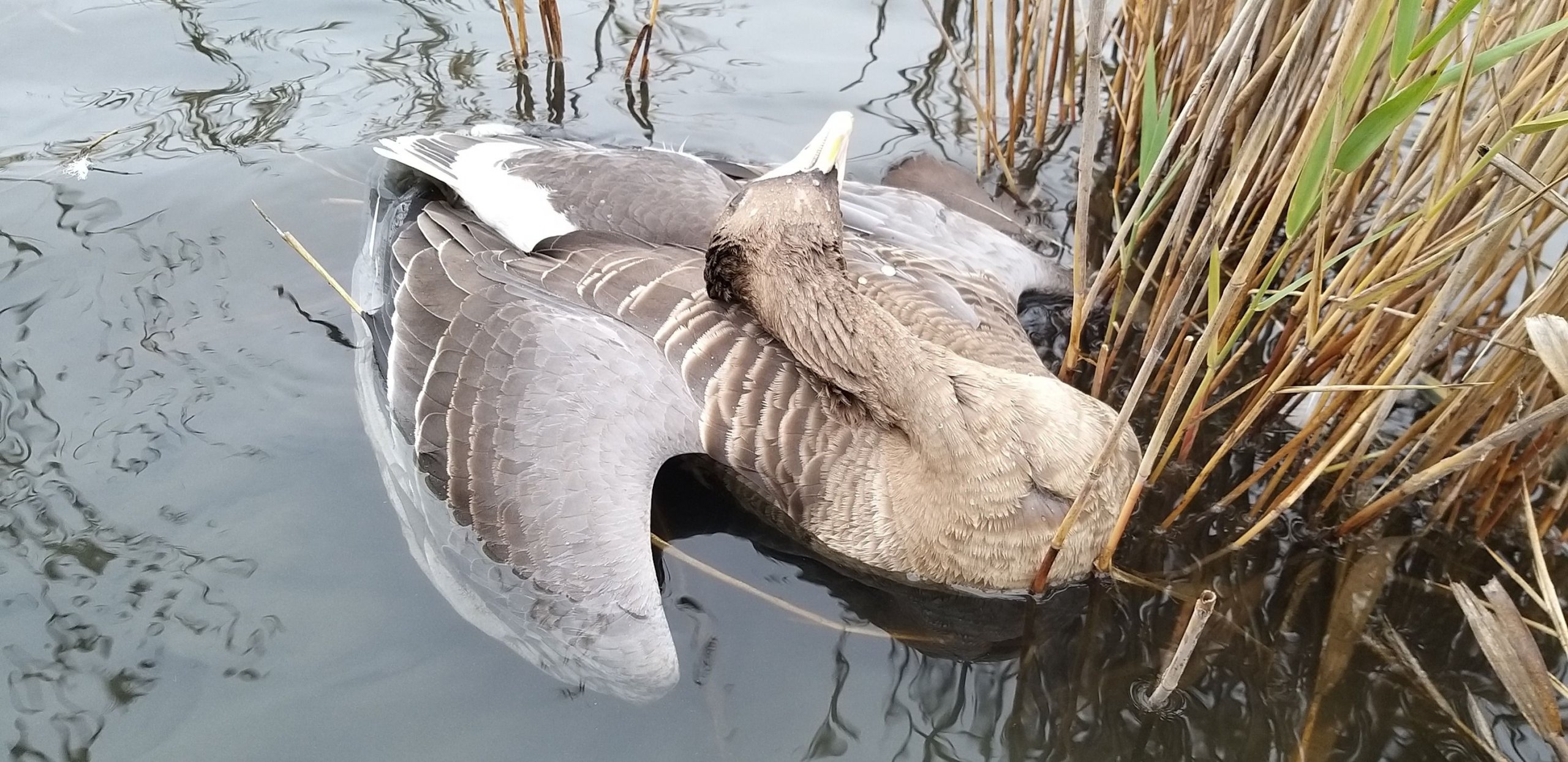 Photo – Thousands of animals are dying in the Odesa region: eco-activists sound the alarm