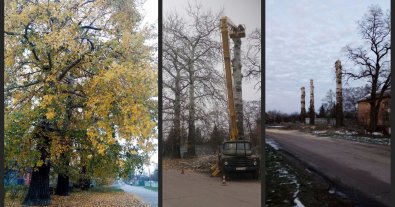 Photo – Century-old trees were barbarously destroyed near Kyiv: activists are sounding the alarm