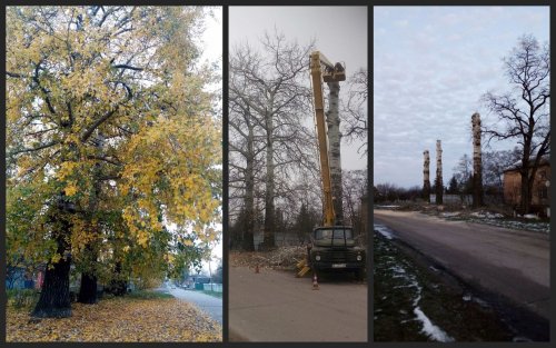 Под Киевом по-варварски уничтожили столетние деревья: активисты бьют тревогу