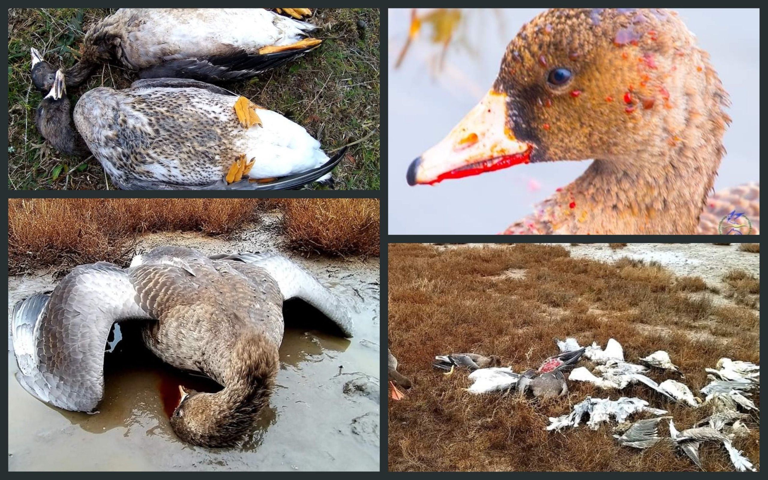 Photo – Birds died en masse in Odesa: the Prosecutor General is being demanded to open a case for ecocide