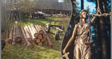 Фото – "Черным лесорубам" из Ривненшины грозит тюрьма за уничтожение деревьев в заповеднике