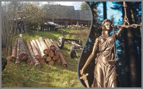 "Чорним лісорубам" з Рівненщини загрожує тюрма за знищення дерев в заповіднику