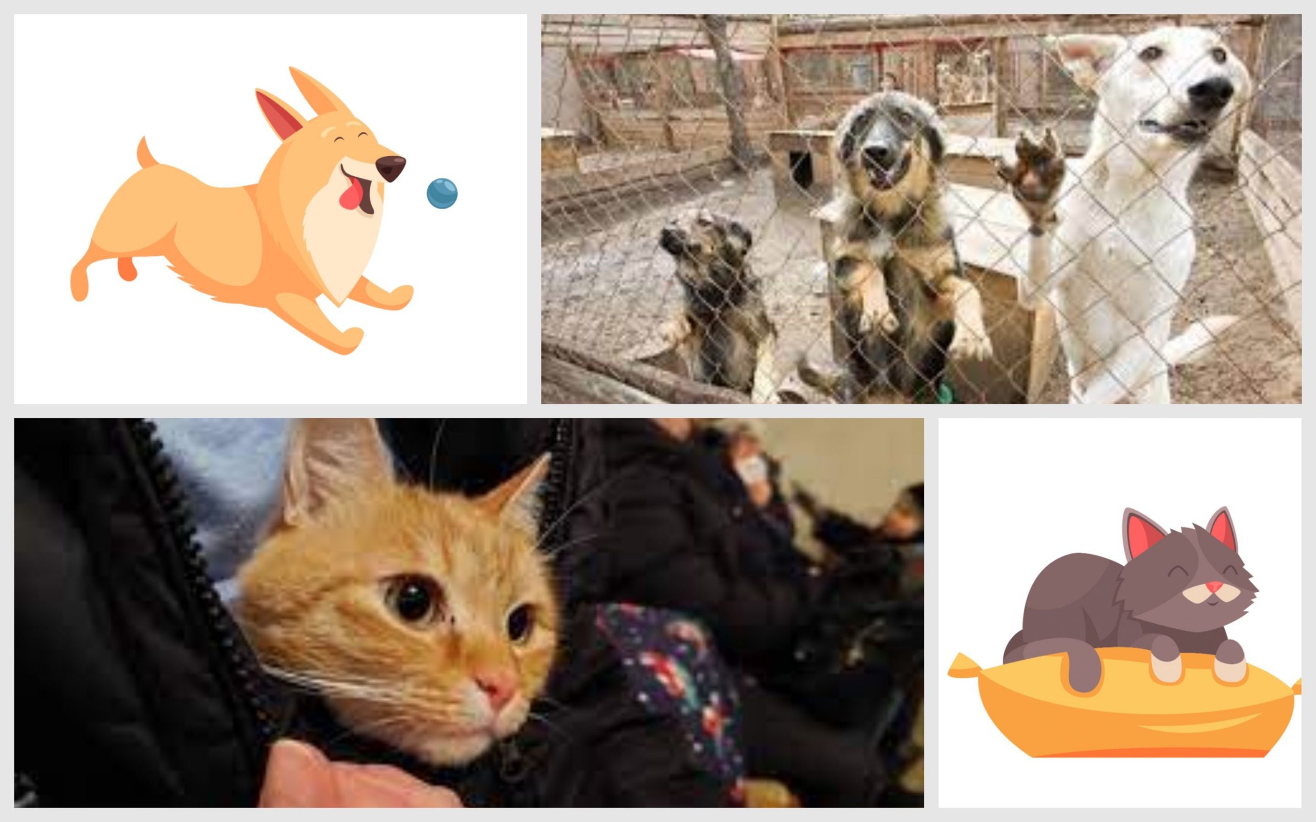 Photo – Ukrainians were urged to play with virtual animals in order to help real ones