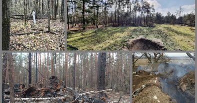 Фото – В лісах Донеччини нарахували незаконних вирубок на 3 мільйони гривень