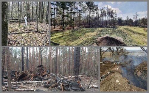 Illegal felling at 3 million hryvnias was calculated in the forests of Donetsk region