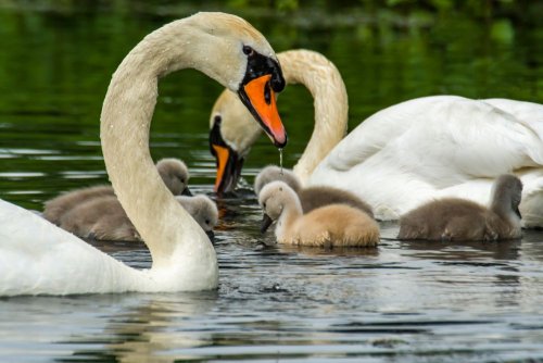 Молчаливая гибель птиц: эколог рассказал о рисках от кошения камыша и бездействии экочиновников