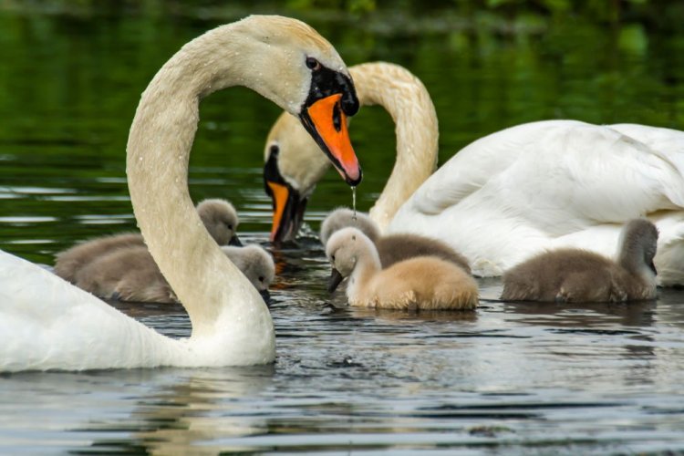 Молчаливая гибель птиц: эколог рассказал о рисках от кошения камыша и бездействии экочиновников