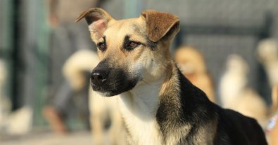 Photo – Pensioners and migrants will be able to sterilize their pets for free in Kyiv