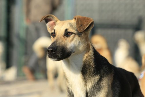 В Харьковской области зоозащитники с URSA бесплатно стерилизовали 300 животных