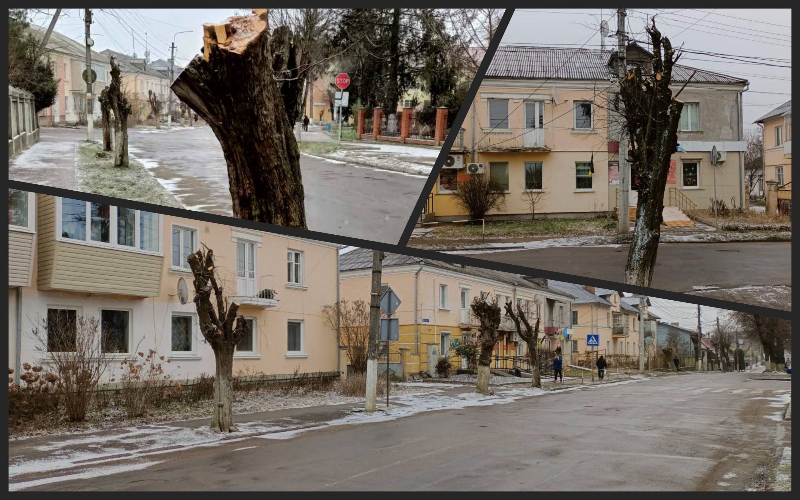 Фото – В Ривненской области энергетики уничтожили символические для города деревья