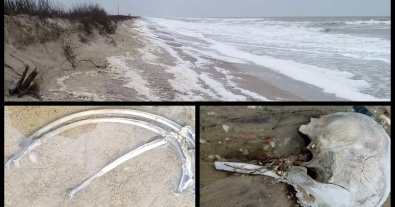 Фото – На Одещині знайшли нових вбитих війною дельфінів