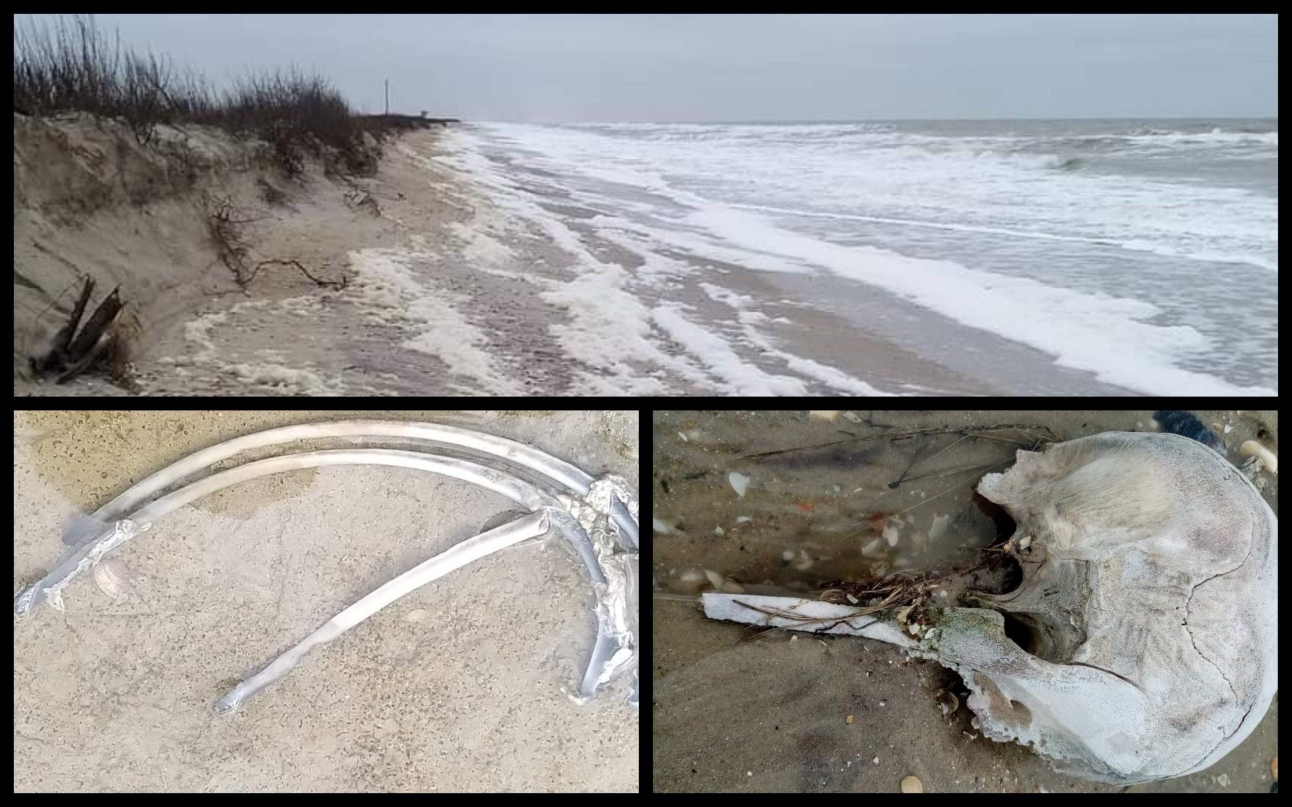 Photo – New dolphins killed in the war were found in Odesa