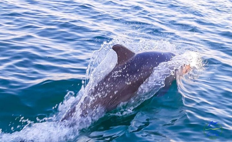 Війна змусила дельфінів зимувати біля узбережжя Одещини – еколог