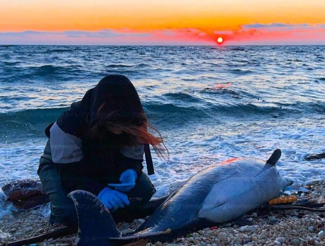 Вблизи оккупированного Крыма снова погибли дельфины