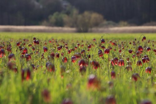 18 hectares of unique meadows were taken under protection in Cherkasy region