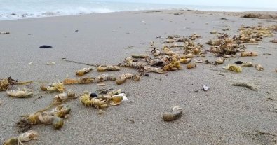 Фото – На узбережжя Одещини море викинуло тисячі рідкісних ракоподібних. Фото