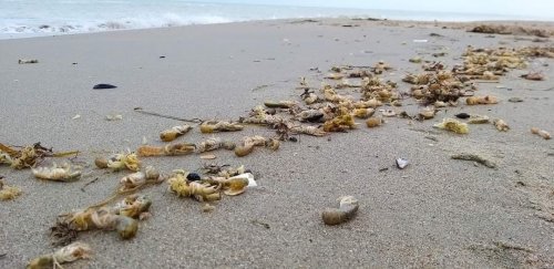 На побережье Одесщины море выбросило тысячи редких ракообразных. Фото