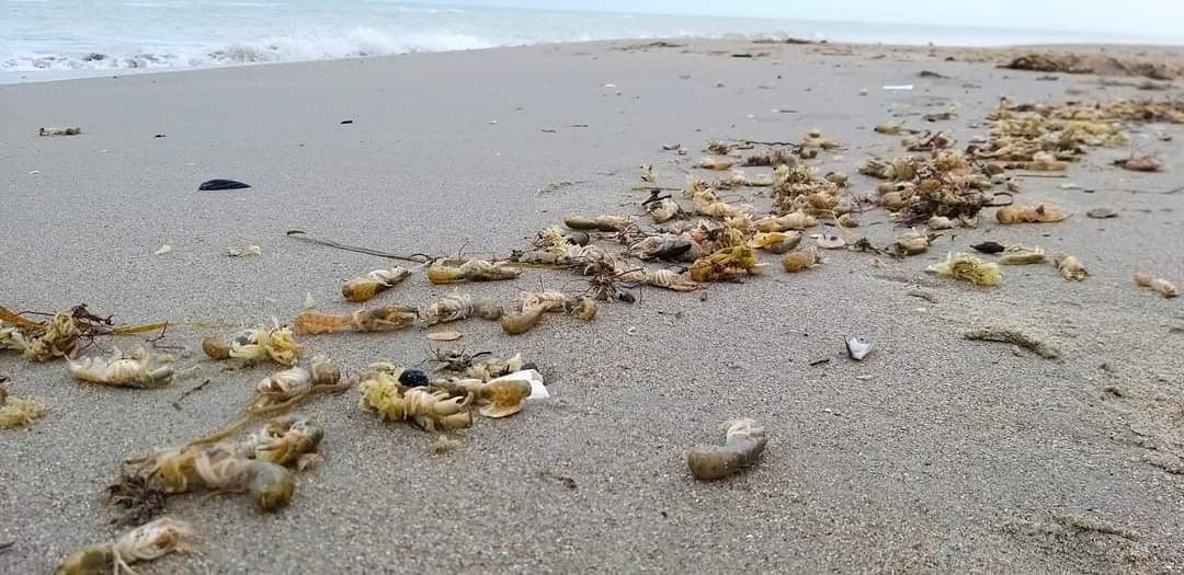 Photo – The sea threw thousands of rare crustaceans onto the coast of Odesa. Photo
