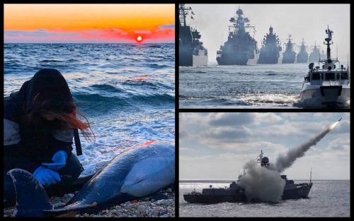 В Крыму из-за российской агрессии за месяц погибли 14 дельфинов