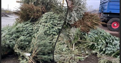Photo – Lviv residents submitted 400 kg of Christmas trees for processing