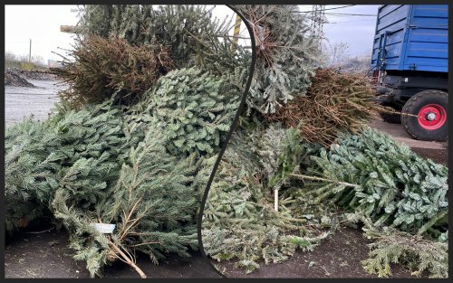 Lviv residents submitted 400 kg of Christmas trees for processing