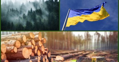 Фото – Реформа лісової галузі: чи перейдуть українські ліси в приватні руки?