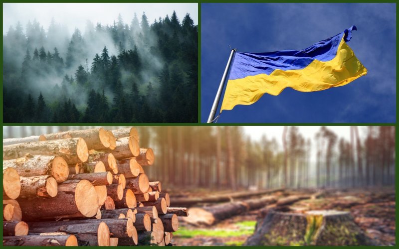 Реформа лесной отрасли: перейдут ли украинские леса в частные руки?