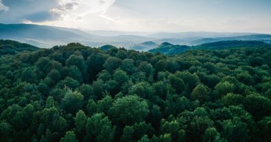 Photo – EU simplifies deforestation regulations: what changes are envisaged