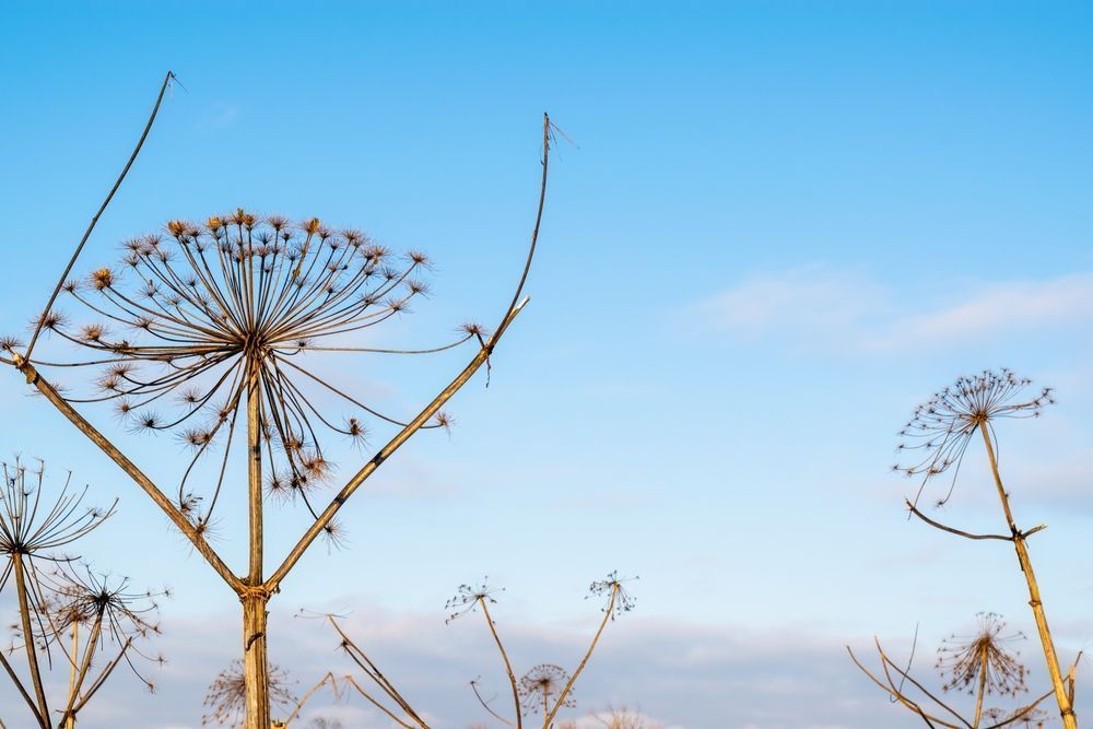 Photo – The European Commission will sue 6 countries for the distribution of certain types of plants