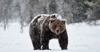 Фото – В Карпатах аномальна тепла зима “розбудила” ведмедів