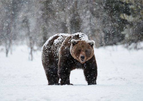 An abnormally warm winter awakened the bears in the Carpathians