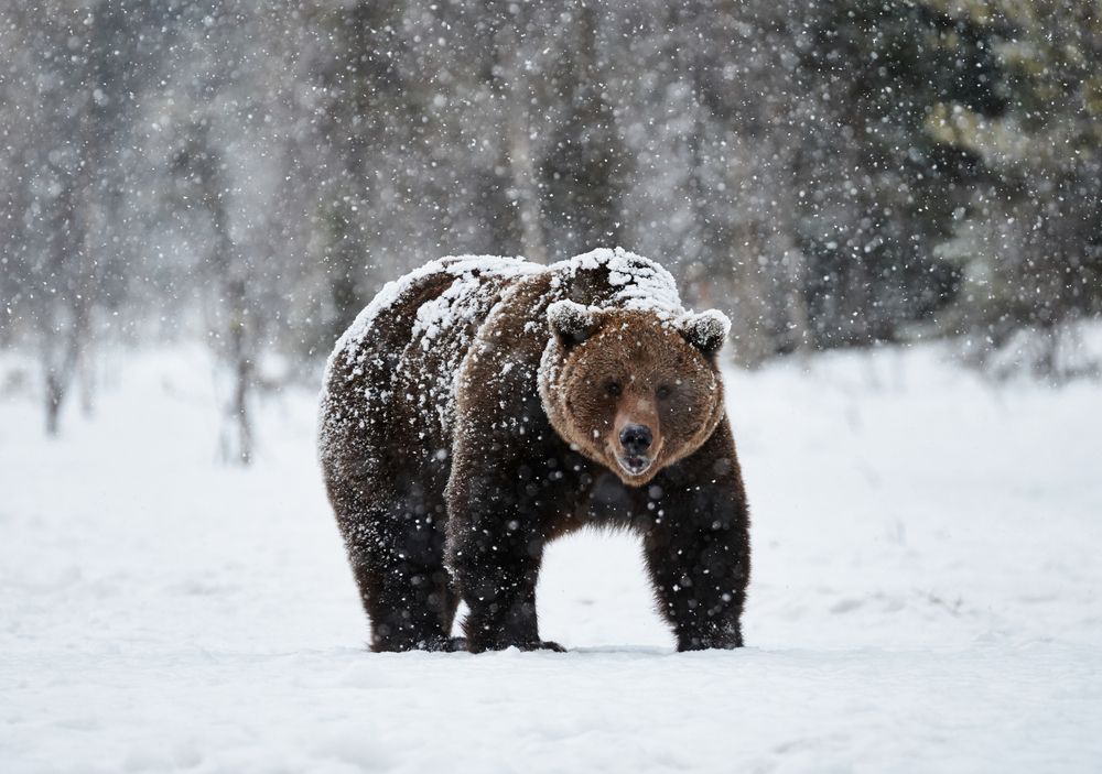Photo – An abnormally warm winter awakened the bears in the Carpathians