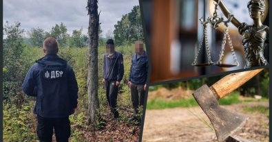 Photo – Officials who cut forests worth tens of millions of hryvnias will be judged in Vinnytsia