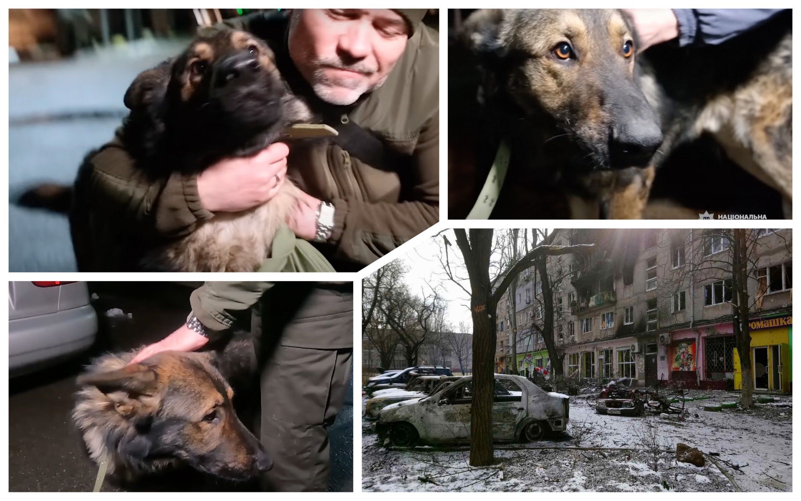 Фото – Полицейский из Мариуполя воссоединился со своей собакой после 9 месяцев в оккупации