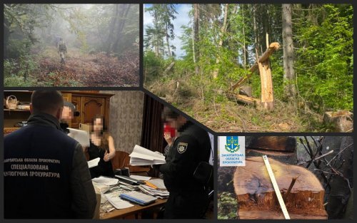 На Закарпатье вырубили леса на 157 миллионов гривен: чиновнице объявили о подозрении