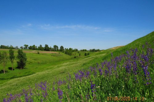 Dozens of hectares of wild steppe have been taken under protection in the south of Kyiv region