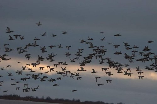 Биолог показал впечатляющие фото 12 тысяч птиц, прилетевших в заповедник на Одесщине