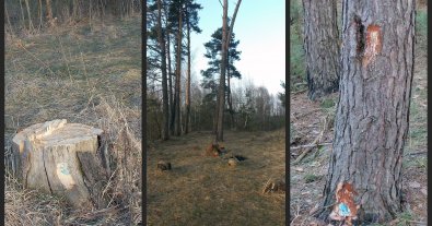 Фото – Екоактивісти звинуватили лісівників Сумщини у вирубці заповідного лісу