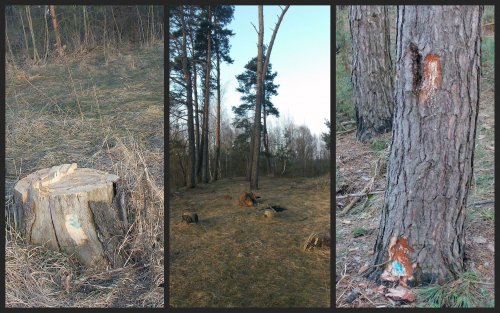 Eco-activists accused Sumy region foresters of cutting down the protected forest