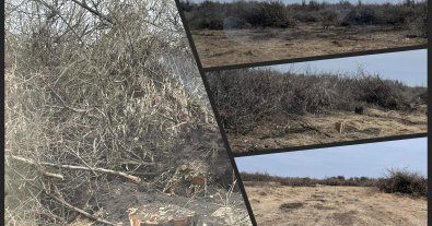 Photo – A bulldozer uproots stumps: the forest in the future nature reserve is destroyed