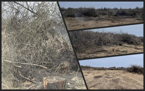 Бульдозер викорчовує пні: на Київщині знищили ліс в майбутньому заповіднику