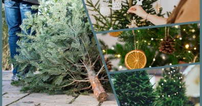 Photo – Kyiv residents gave a second life to thousands of Christmas trees