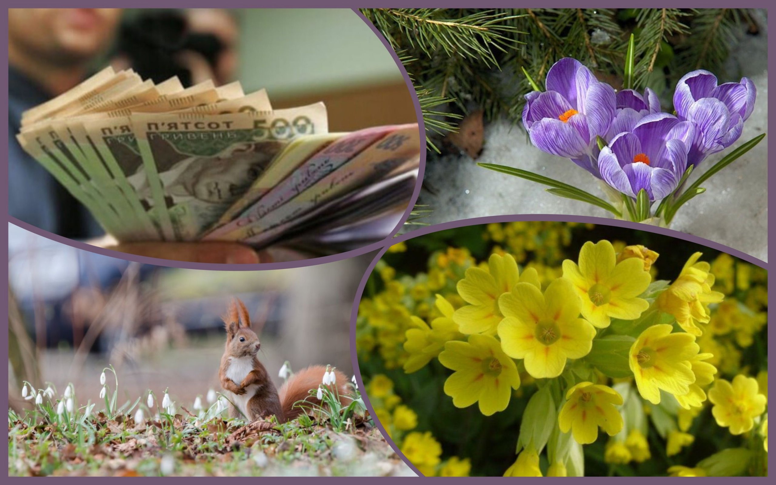 Photo – Ukrainians are threatened with huge fines for bouquets of snowdrops
