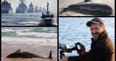 Фото – Під час війни у Чорному морі загинуло 50 тисяч дельфінів: інтерв'ю з біологом "Тузлівських лиманів"