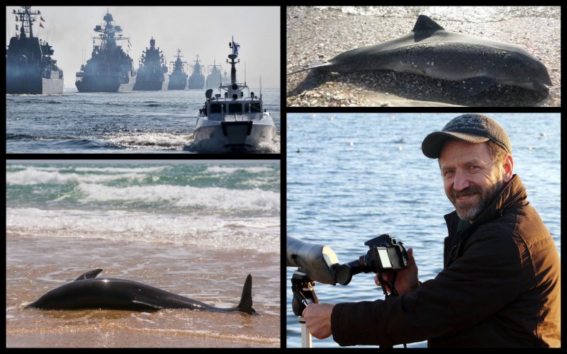 50,000 dolphins died in the Black Sea during the war: an interview with the biologist of the Tuzlivski Lymany