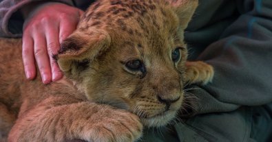 Photo – The lion does not like children's hugs: Ukrainians were urged to boycott petting zoos