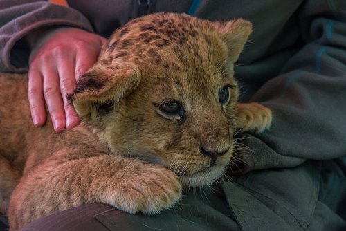 The lion does not like children's hugs: Ukrainians were urged to boycott petting zoos
