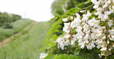 Photo – A million alien trees in the forests of Ukraine to be planted: activists sound the alarm