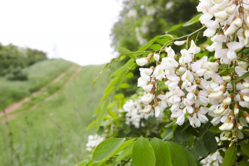 Ukraine created a list of trees that were forbidden to plant