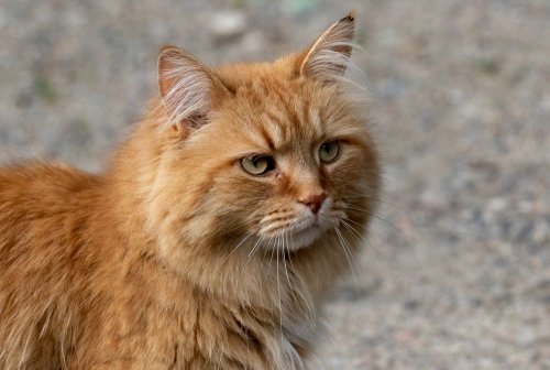 The police opened a criminal case against teenagers for torturing a cat
